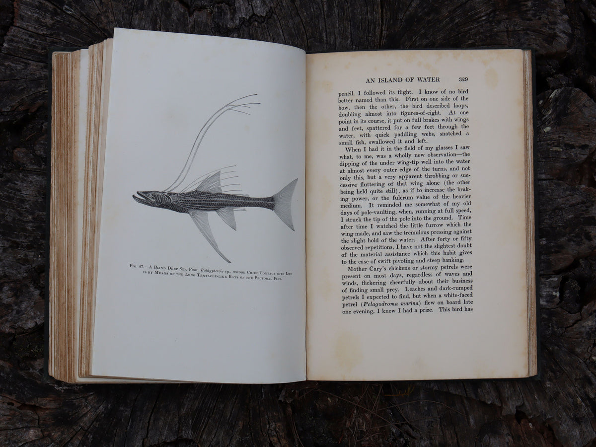 The Arcturus Adventure by William Beebe 1926
