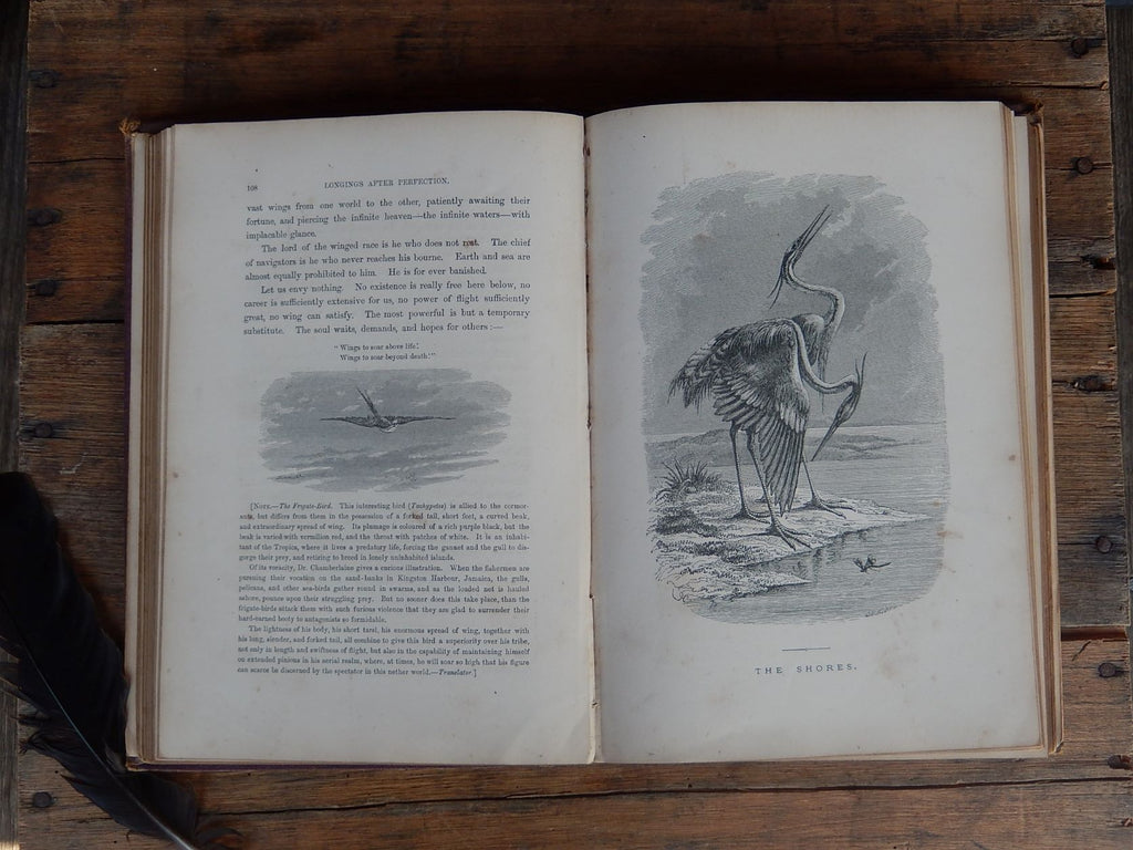 The Bird by Jules Michelet 1870