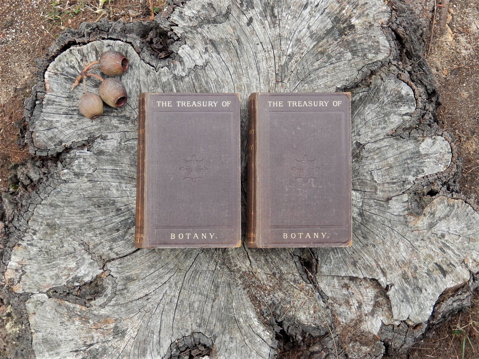 The Treasury of Botany 1876