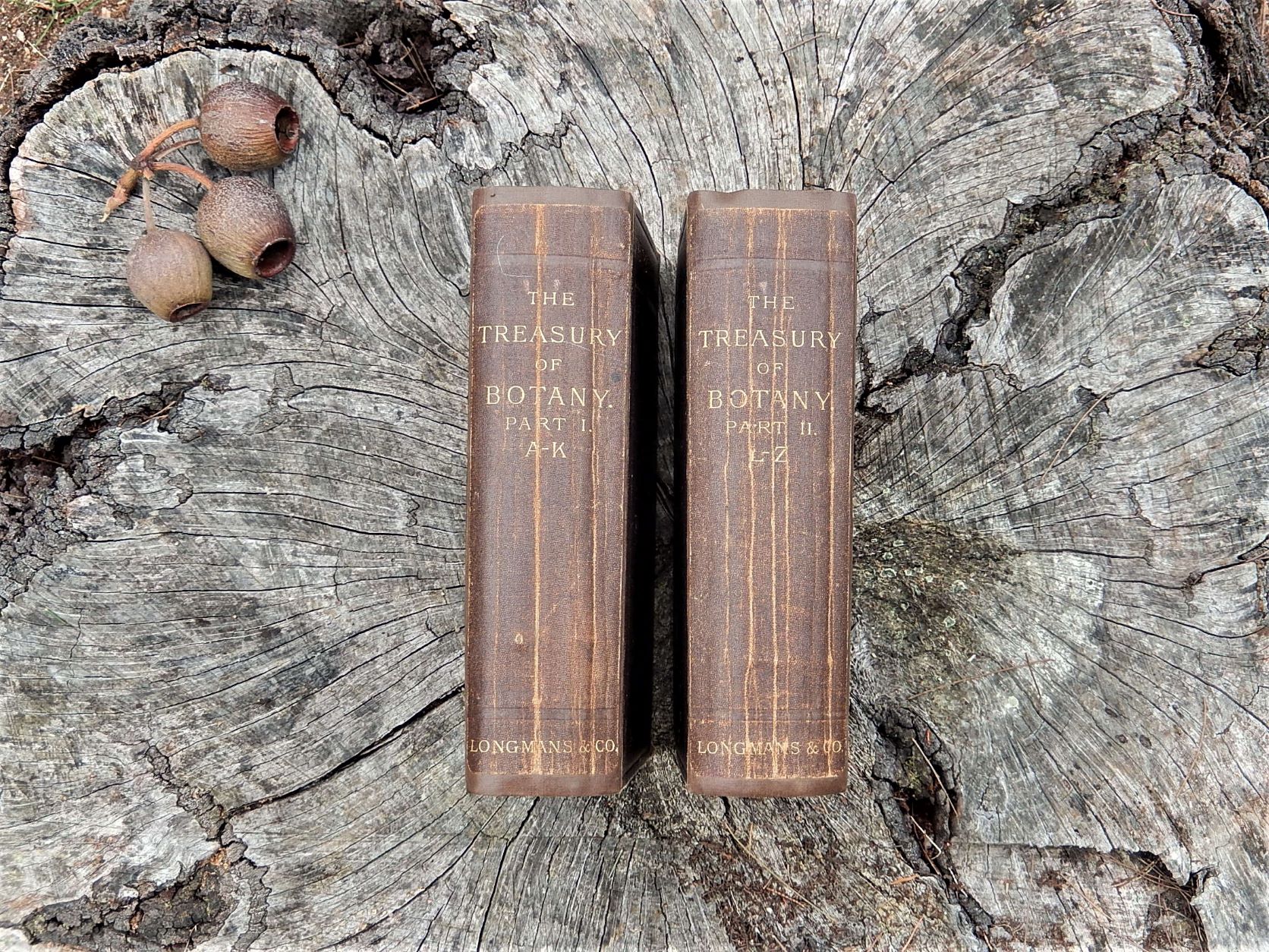The Treasury of Botany 1876