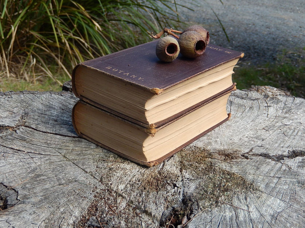 The Treasury of Botany 1876