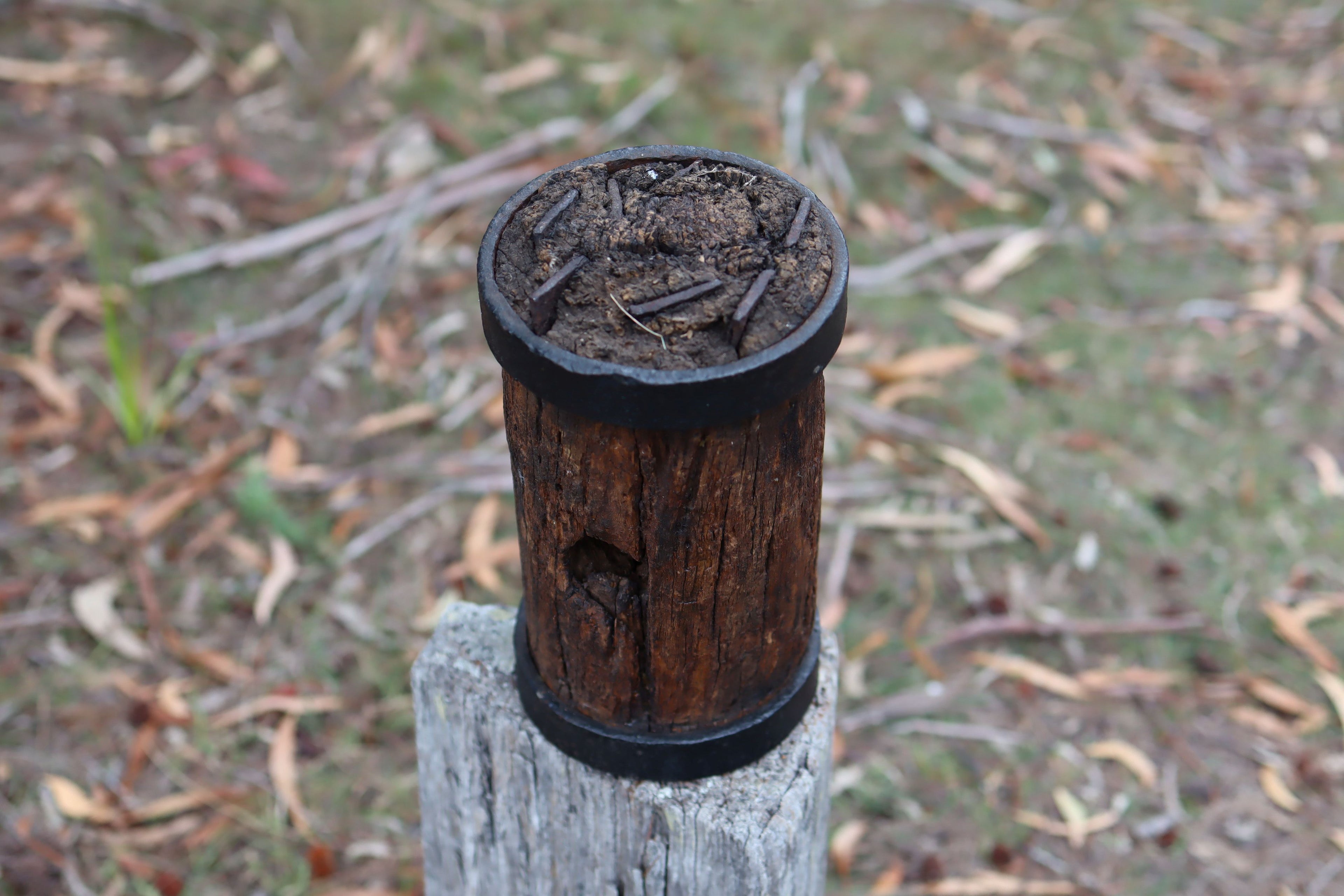 Tasmanian Convict Era Mallet Head c.1880