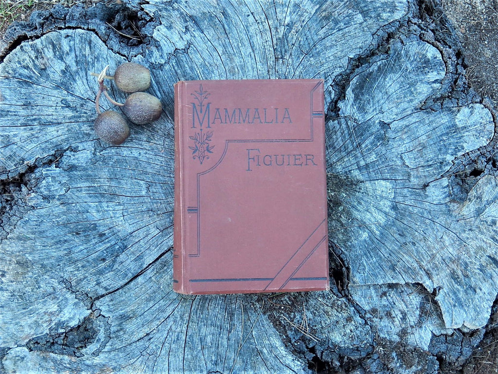 Mammalia: Their Various Forms and Habits, Figuier c1890