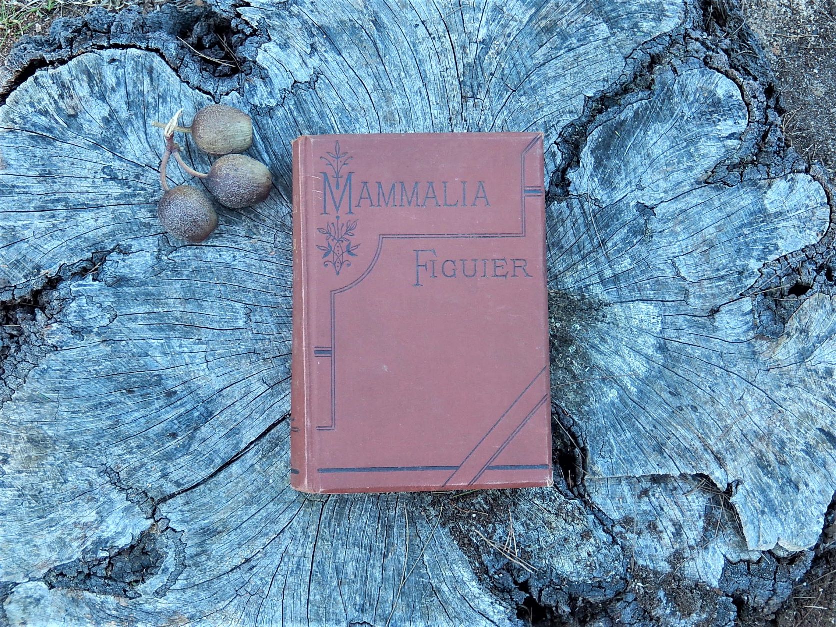 Mammalia: Their Various Forms and Habits, Figuier c1890