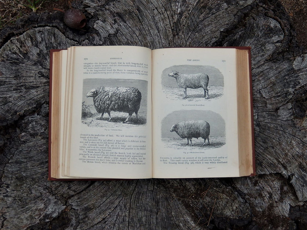 Mammalia: Their Various Forms and Habits, Figuier c1890