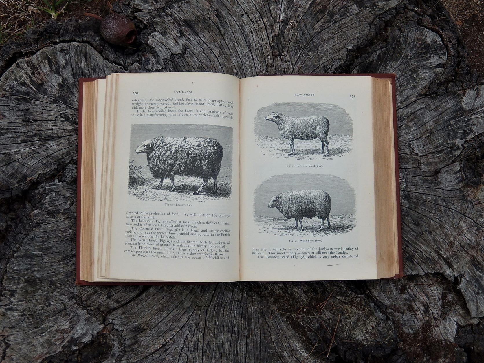 Mammalia: Their Various Forms and Habits, Figuier c1890