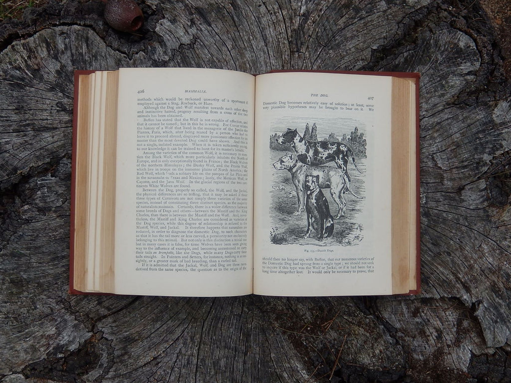 Mammalia: Their Various Forms and Habits, Figuier c1890