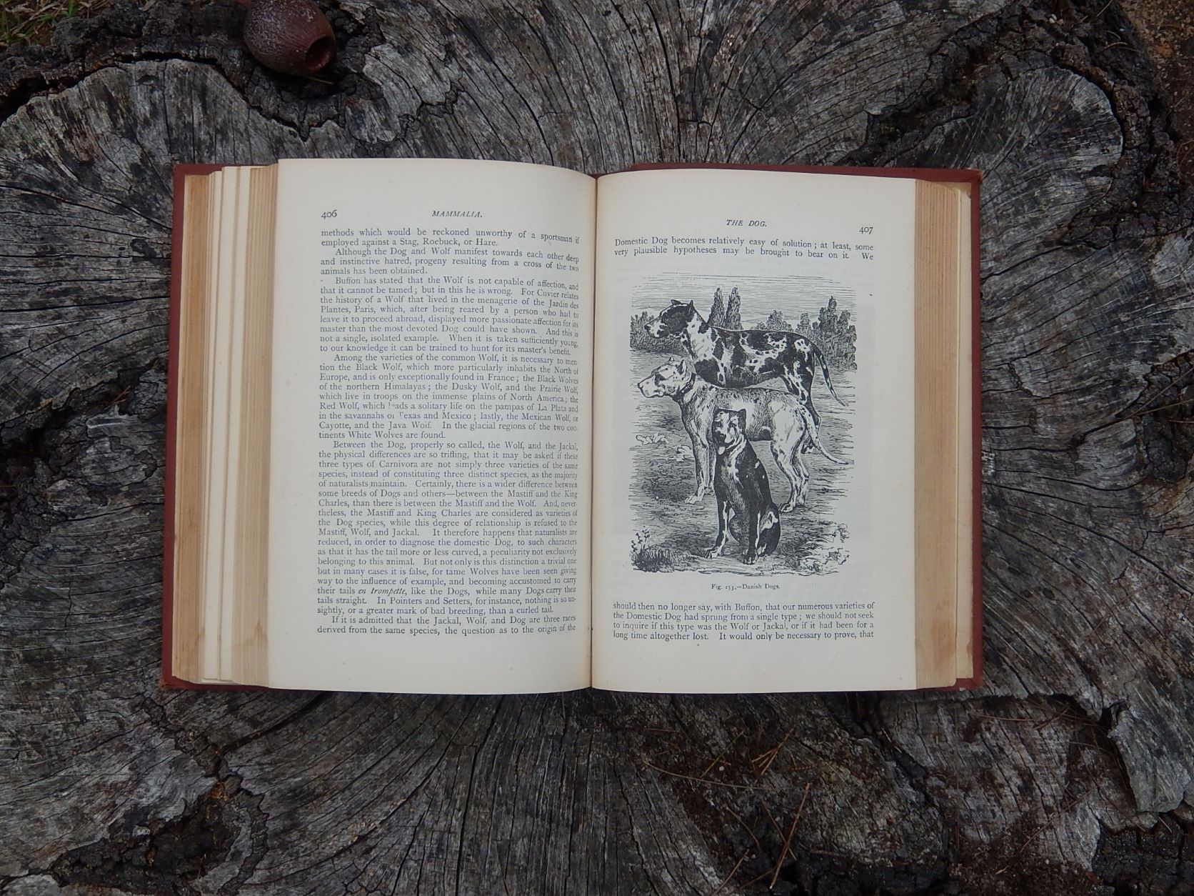 Mammalia: Their Various Forms and Habits, Figuier c1890