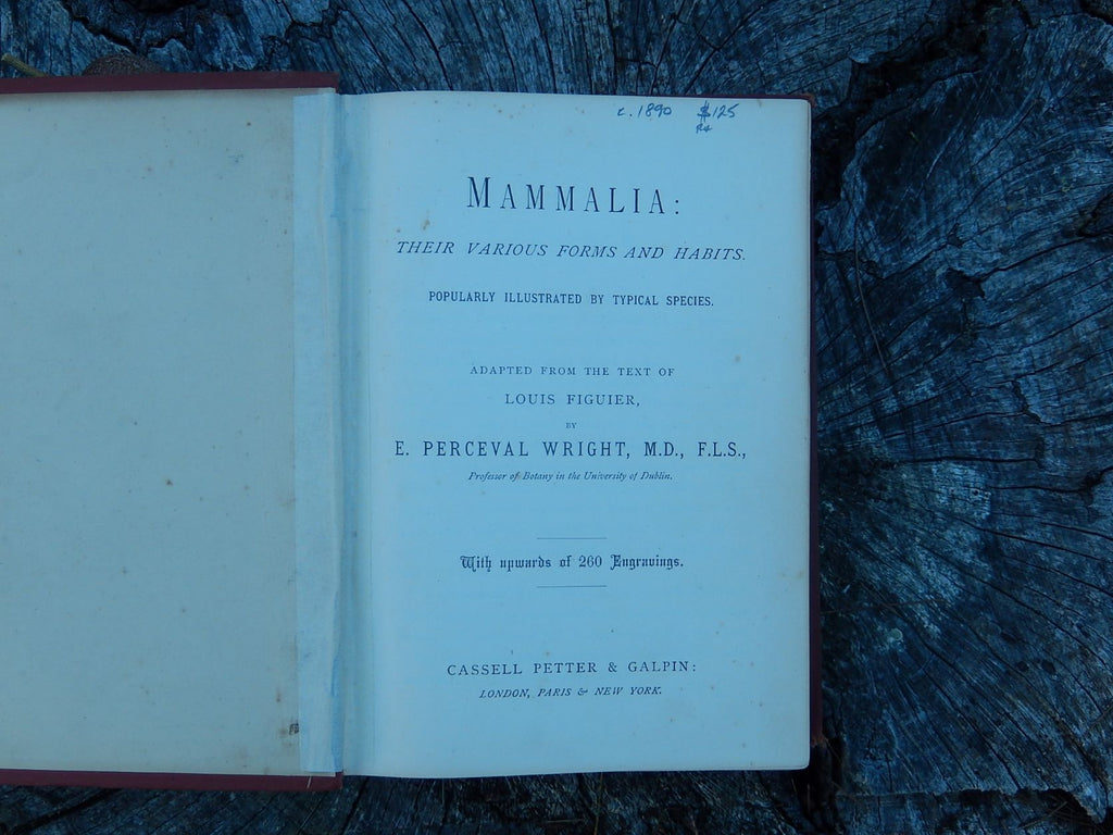 Mammalia: Their Various Forms and Habits, Figuier c1890