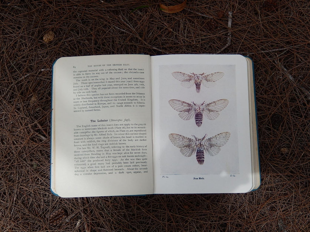 The Moths of the British Isles' by Richard South 1948