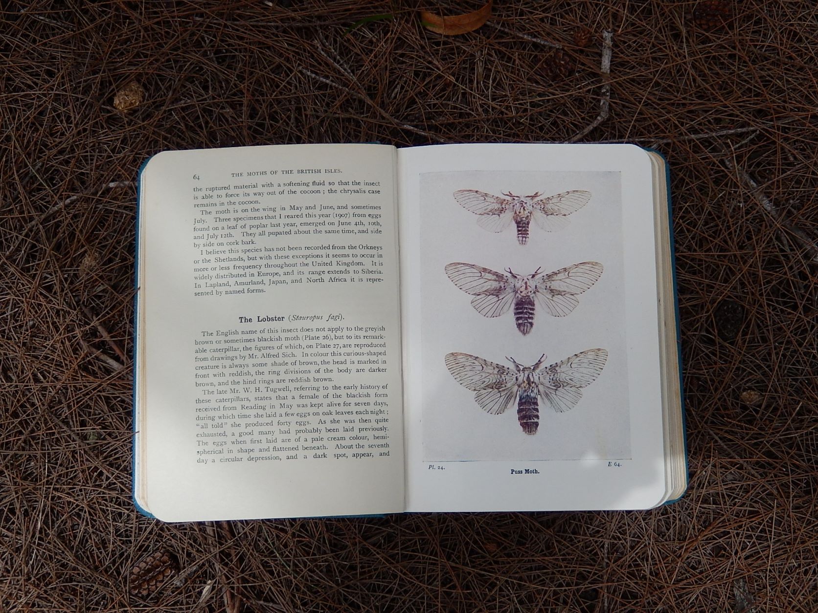 The Moths of the British Isles' by Richard South 1948