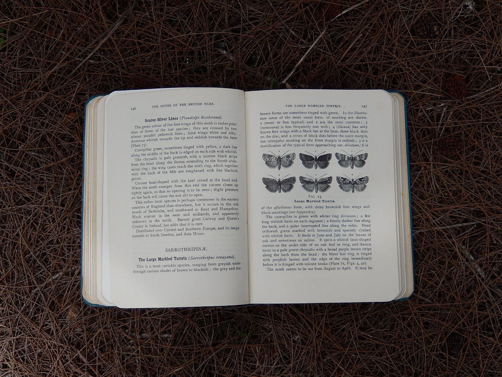 The Moths of the British Isles' by Richard South 1948