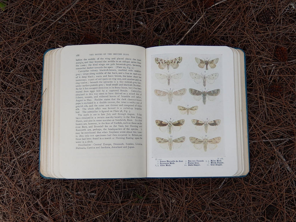 The Moths of the British Isles' by Richard South 1948