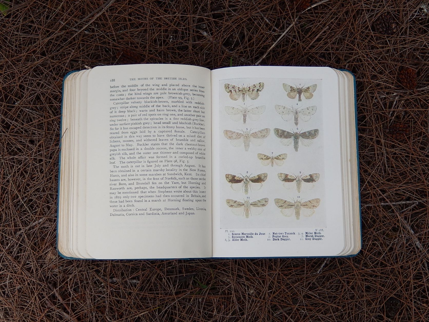 The Moths of the British Isles' by Richard South 1948