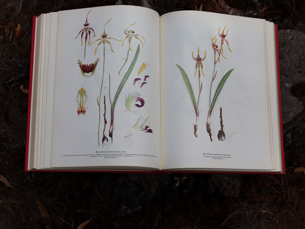 Orchids of Australia First Edition 1969 - W. H. Nicholls