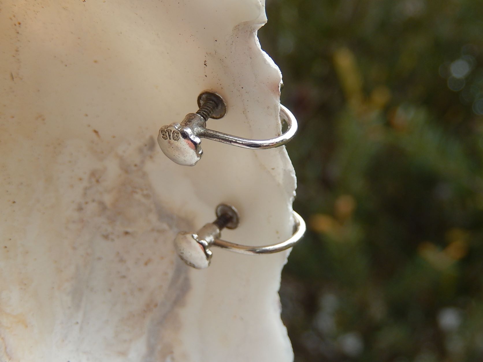 Cultured Pearl Screw back Earrings in Sterling