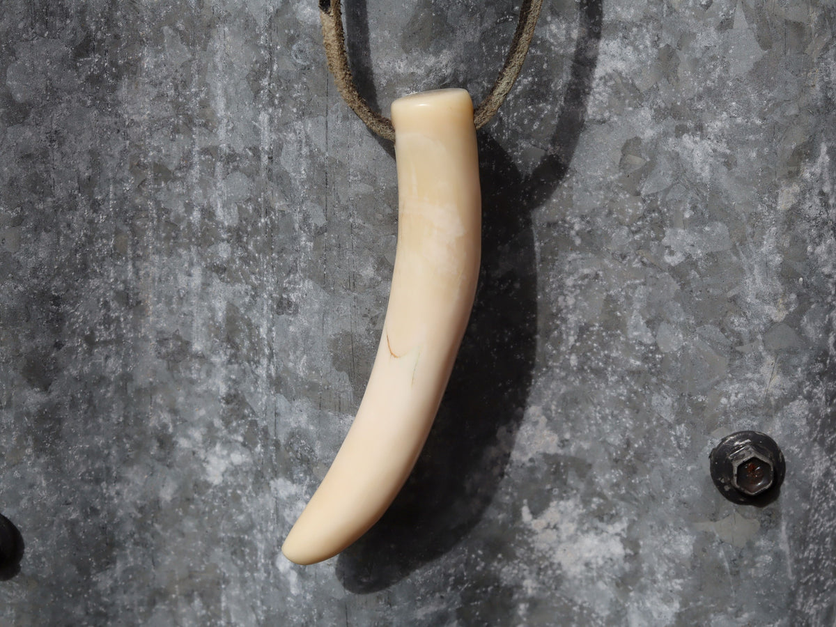 Pig Tusk, Papua New Guinea c.1970
