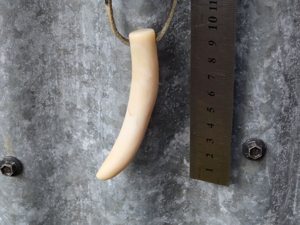 Pig Tusk, Papua New Guinea c.1970