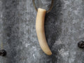 Pig Tusk, Papua New Guinea c.1970